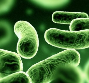 I batteri diventano immuni agli antibiotici